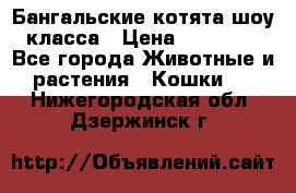 Бангальские котята шоу класса › Цена ­ 25 000 - Все города Животные и растения » Кошки   . Нижегородская обл.,Дзержинск г.